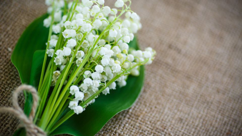 hoa linh lan ngũ sắc