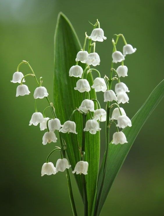 hình nền hoa linh lan trắng