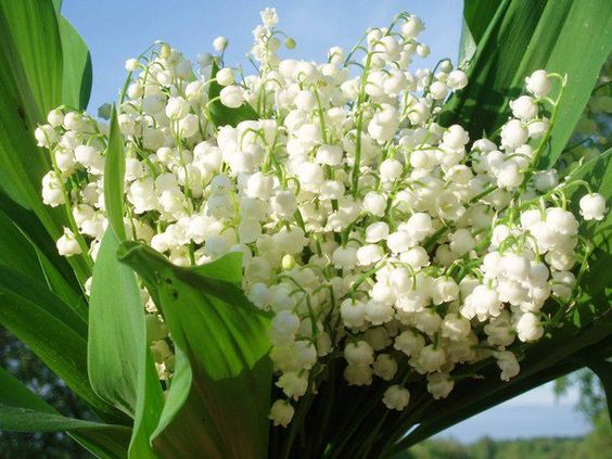 hình nền hoa linh lan cute