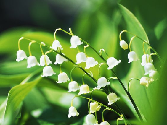 hình nền hoa linh lan cute