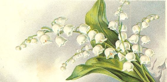 hình nền hoa linh lan cute