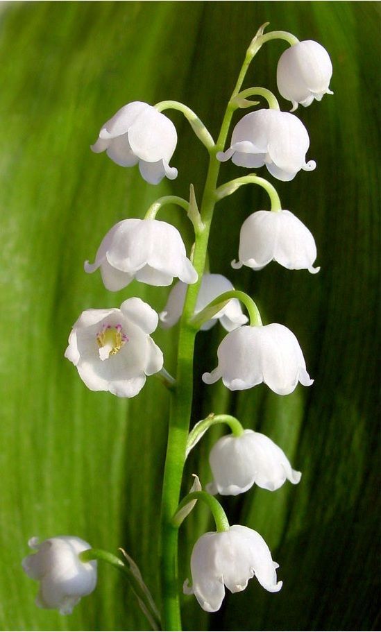 hình nền hoa linh lan màu trắng