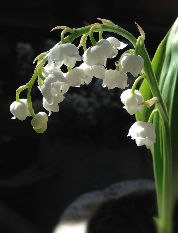 hình nền hoa linh lan màu trắng