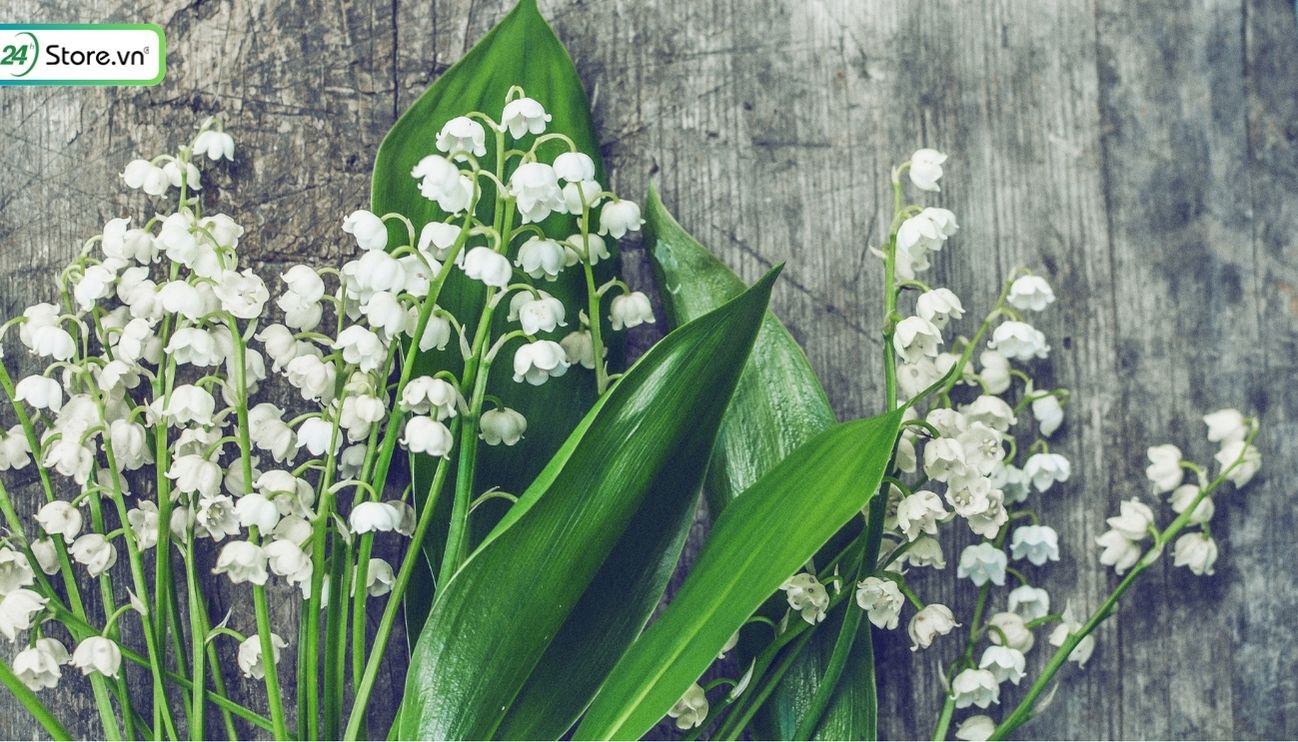 TOP 101+ Hình nền hoa Linh Lan ĐẸP NHẤT cho điện thoại, máy tính