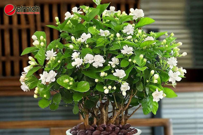 Hình 2: Hoa Nhài giúp xua tan tà khí, tăng khí dương, giảm khí âm