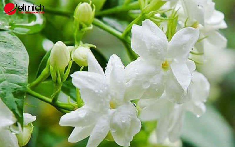 Hoa Nhài hợp mệnh gì? Tuổi gì? Kích thích vượng khí, may mắn