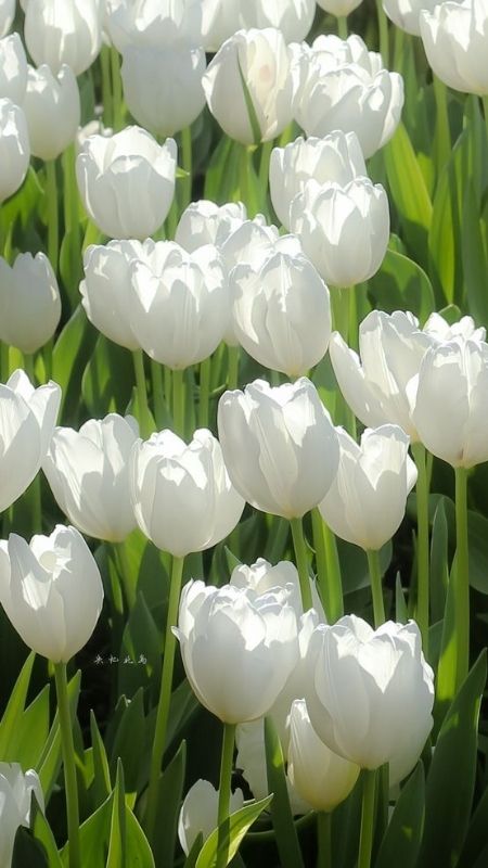 Tải 1001+ Ảnh Hoa Tulip Đẹp Nhất (Full HD, 4K) Sắc Nét