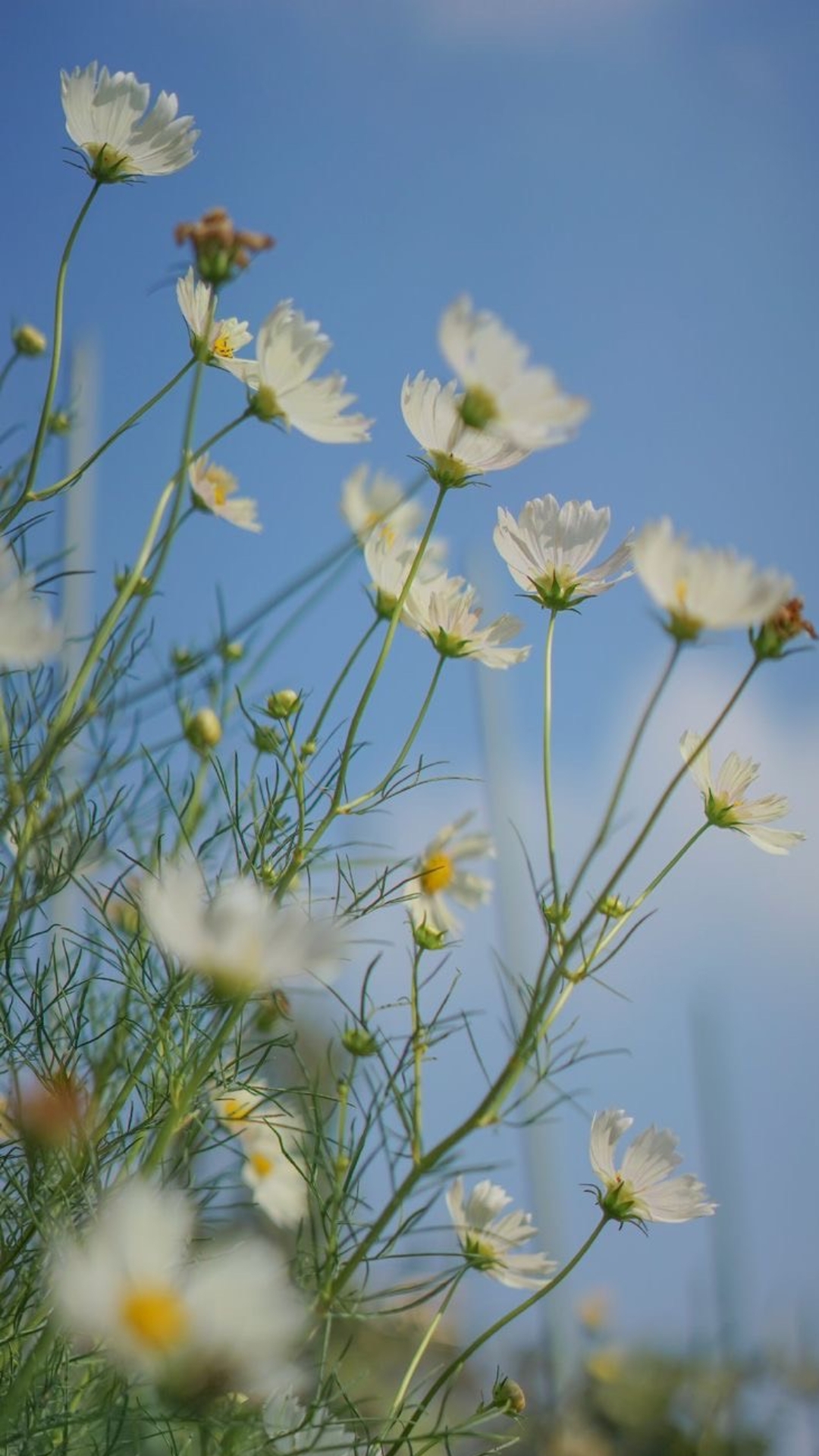 hình nền iphone 15 pro max titanium