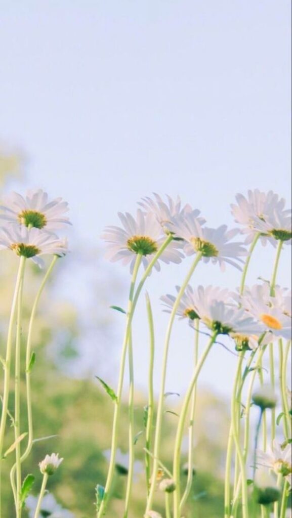 Hình nền iPhone 11