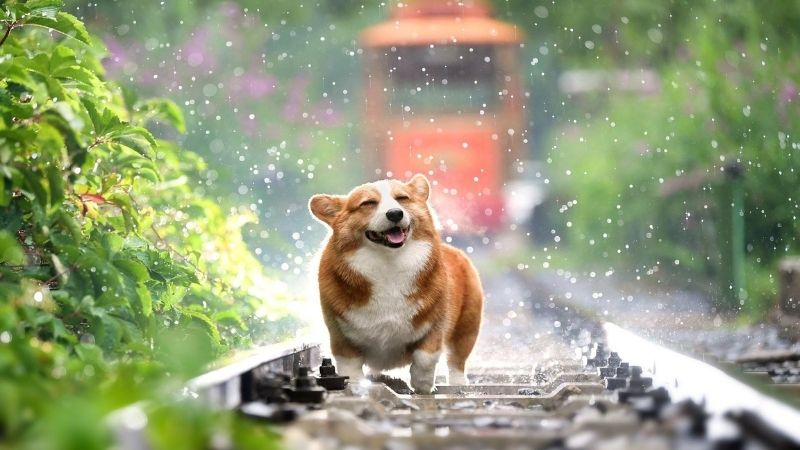 hinh-nen-lap-top-cute-68