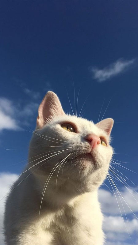 Top 100 Hình ảnh mèo ngầu nhất