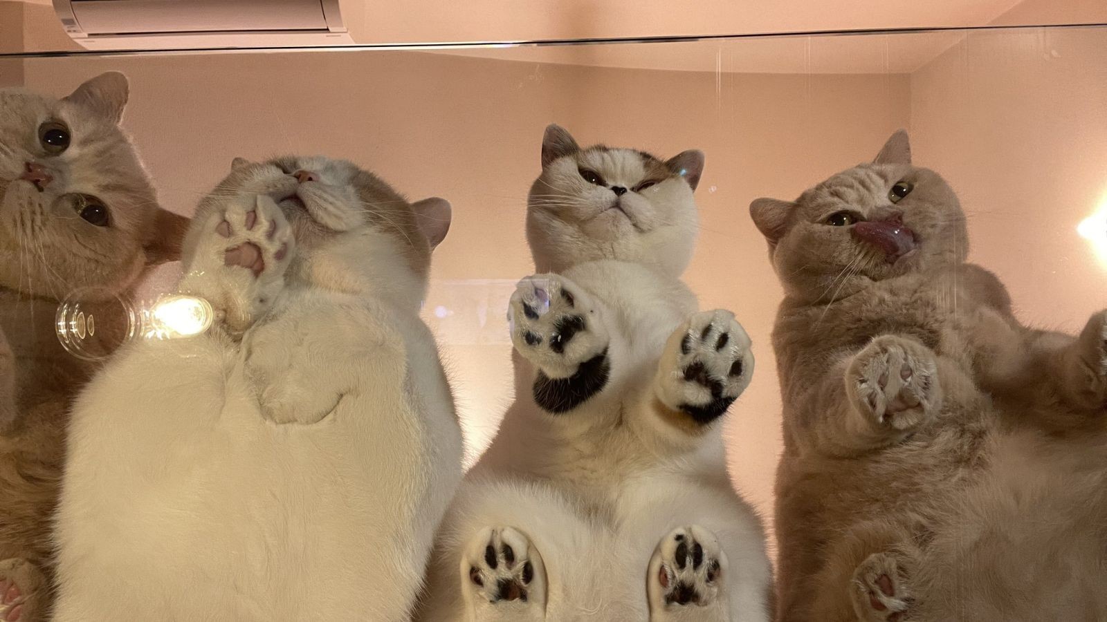 Hình nền mèo dễ thương cho desktop, tỉ lệ 16:9