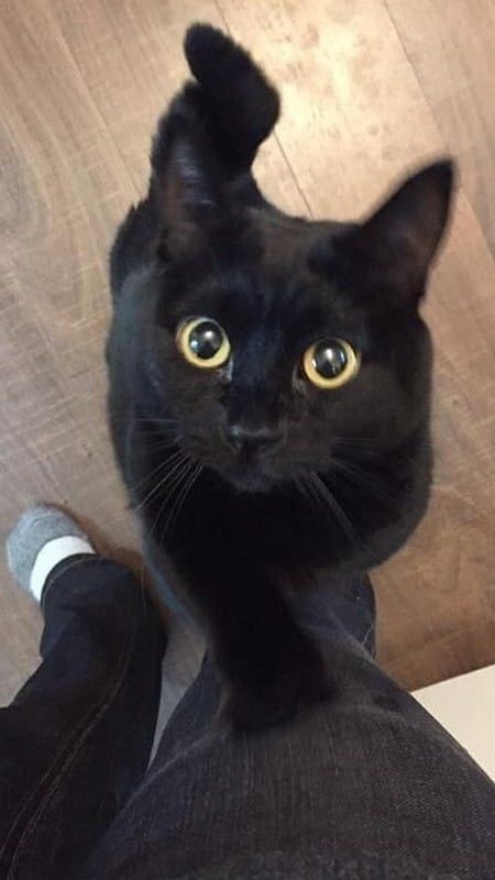 Hình nền mèo đen tương phản cao, hợp dark mode