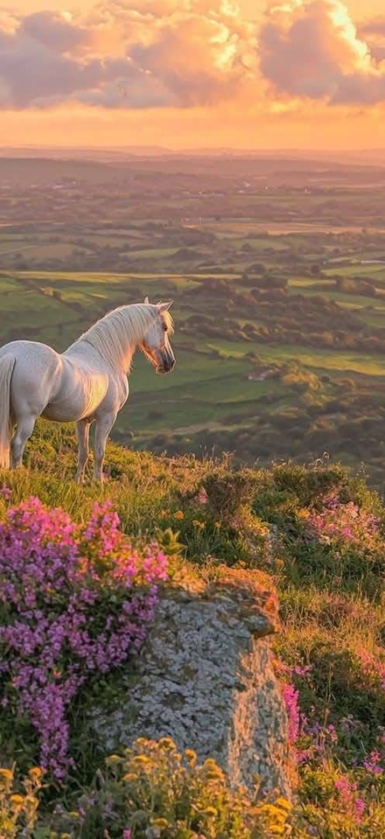 hinh-nen-ngua-may-man-cho-dien-thoai-41