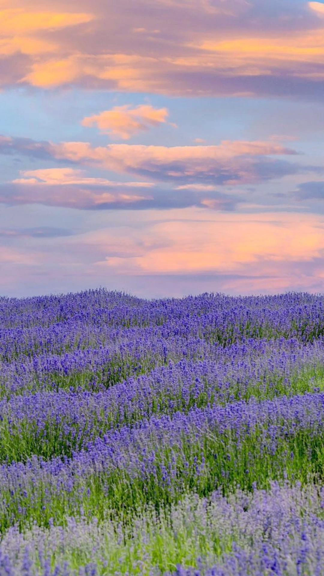 Hình nền Zalo đẹp