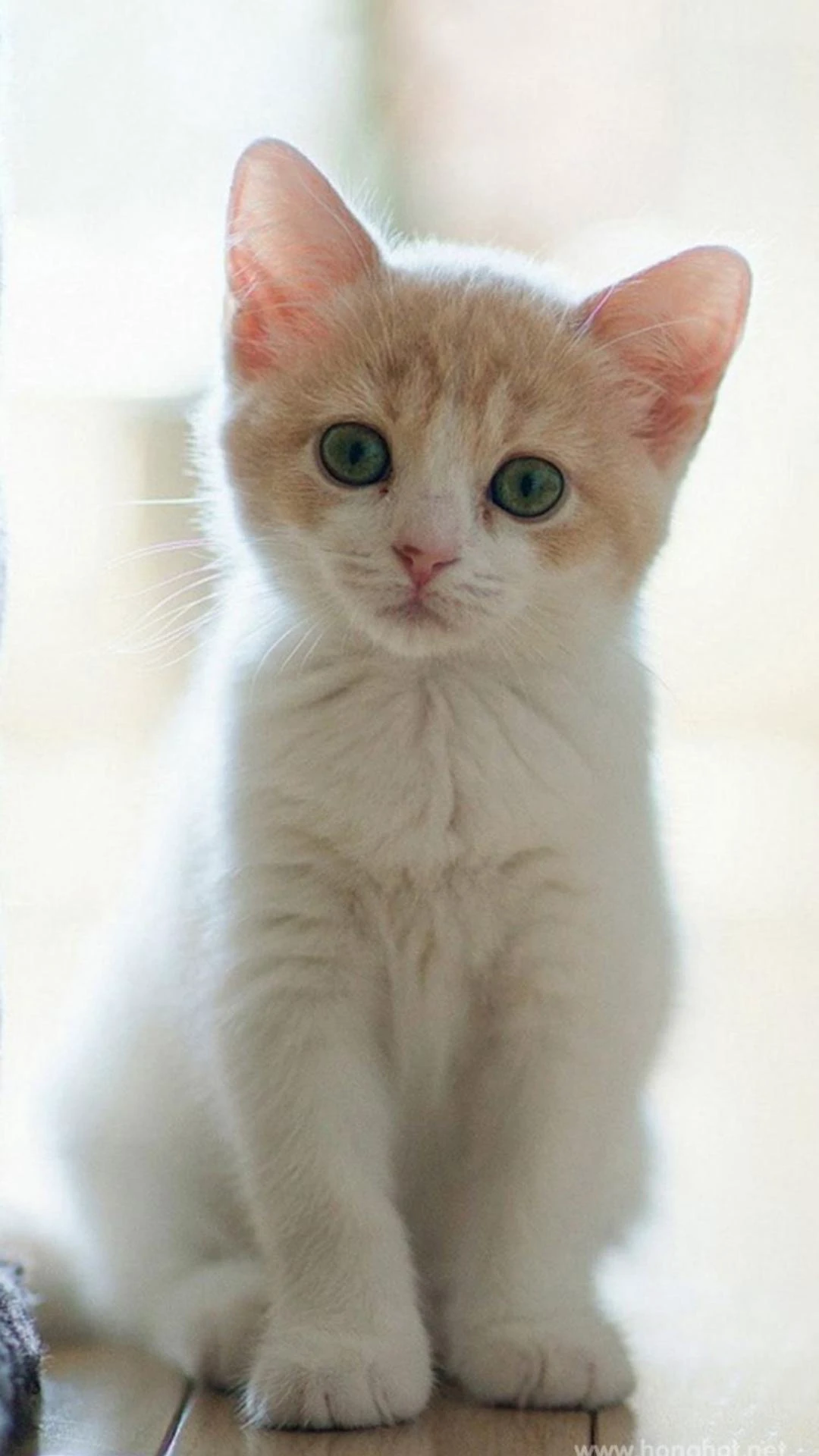 Gợi ý những hình nền Zalo đẹp, sắc nét