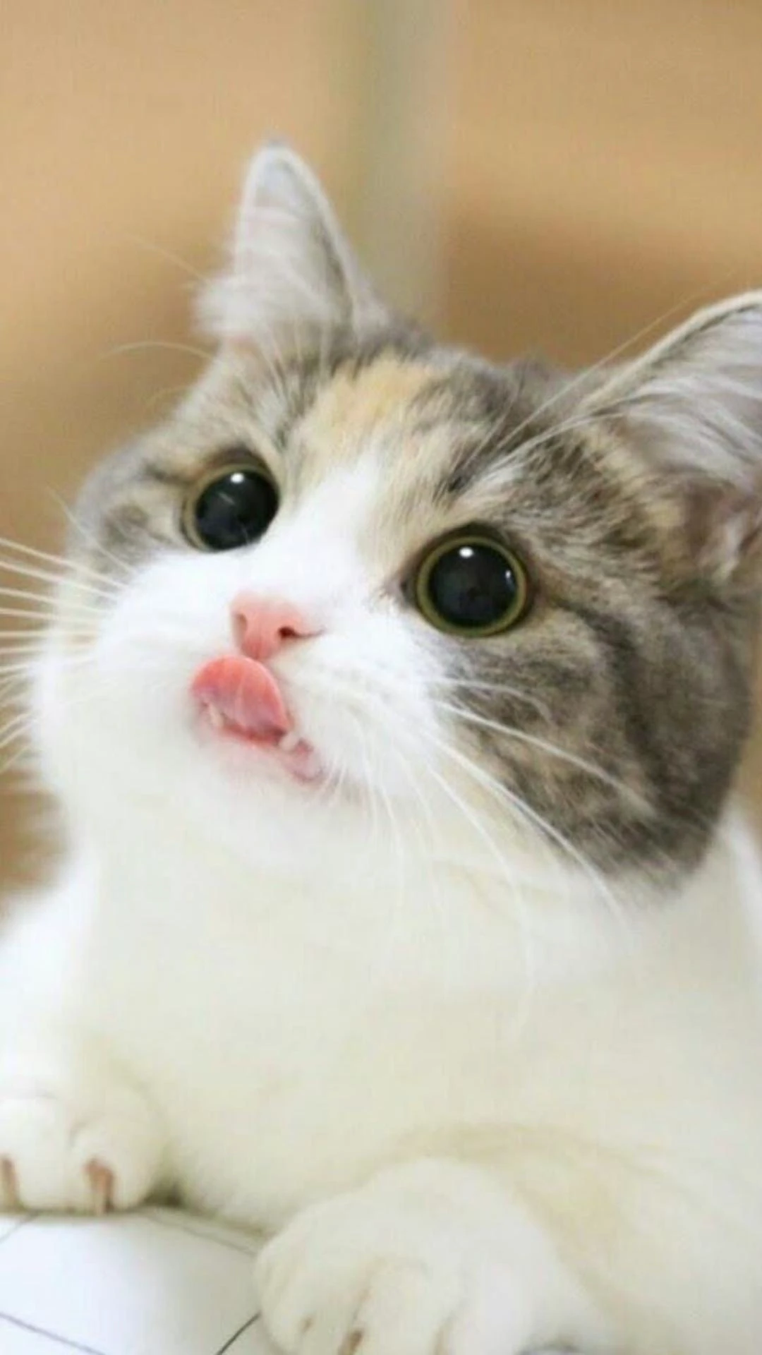 Gợi ý những hình nền Zalo đẹp, sắc nét