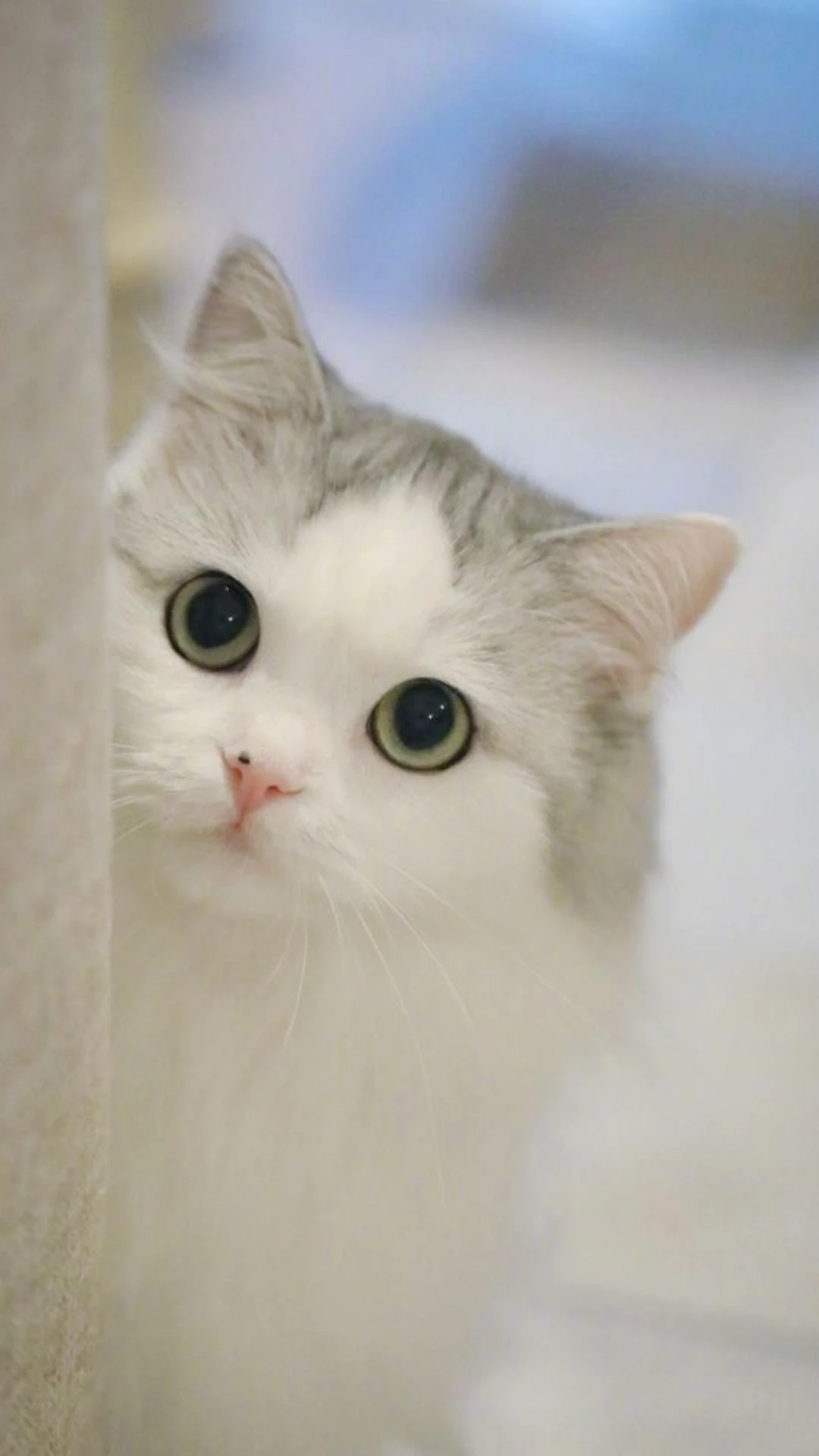 Gợi ý những hình nền Zalo đẹp, sắc nét