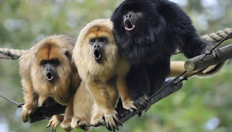 Ảnh nền khỉ 3D chu mỏ nhất