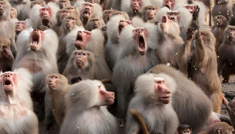 Ảnh nền khỉ 3D chu mỏ độc đáo