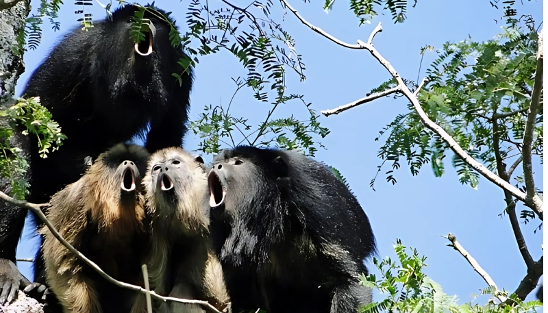 Ảnh nền khỉ 3D chu mỏ ngầu nhất