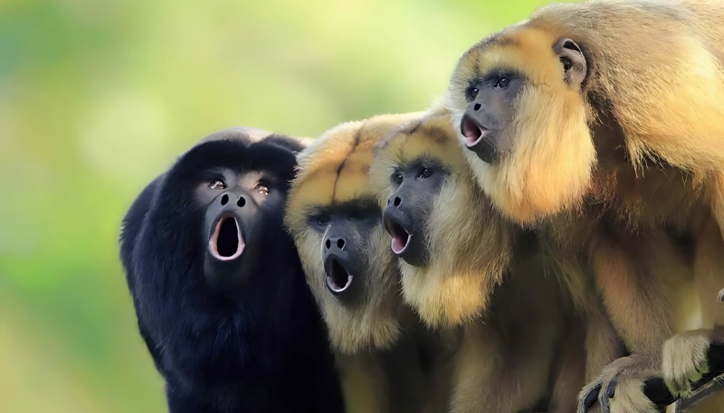 Ảnh nền khỉ 3D chu mỏ đáng yêu