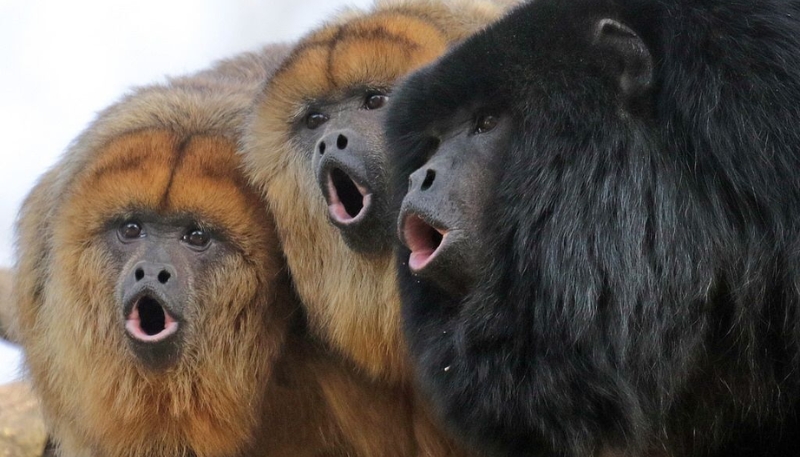 Ảnh nền khỉ 3D chu mỏ dễ thương