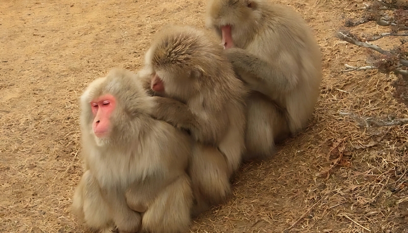 Ảnh nền khỉ 3D chu mỏ sáng chói