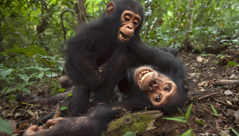 Ảnh nền khỉ 3D chu mỏ mềm mại