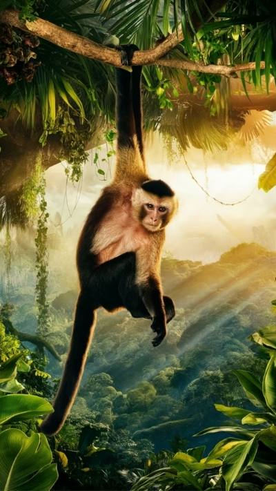 Ảnh nền khỉ 3D cute ngây thơ