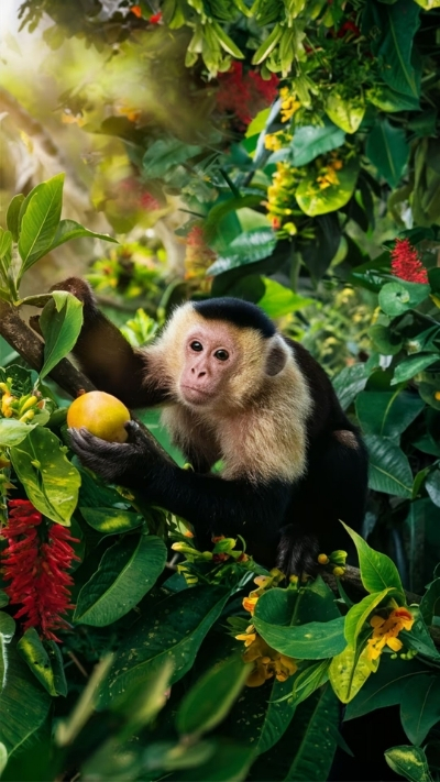 Ảnh nền khỉ 3D ngầu nhất