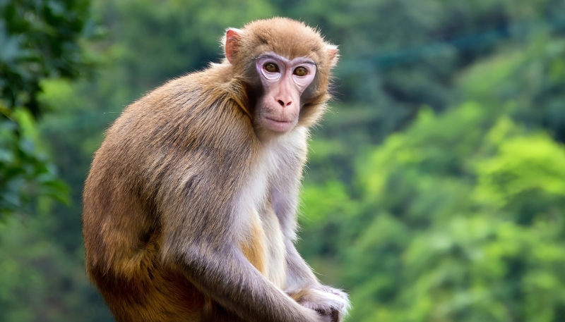 Ảnh nền khỉ vàng 3D siêu ngầu