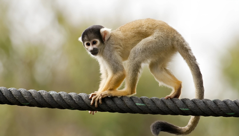 Ảnh nền khỉ vàng 3D đẹp lộng lẫy