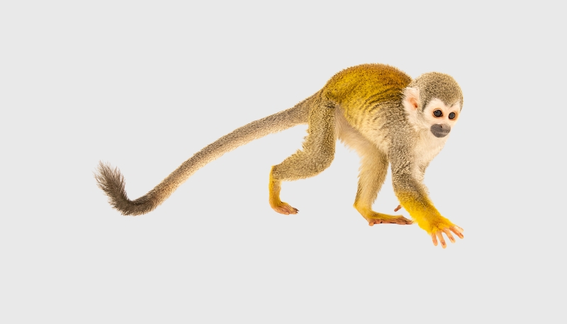 Ảnh nền khỉ vàng 3D tinh xảo