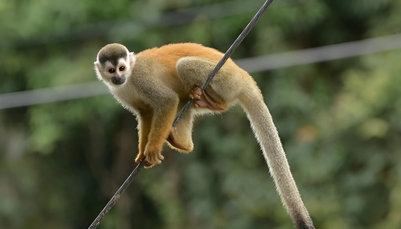 Ảnh nền khỉ vàng 3D độc lạ