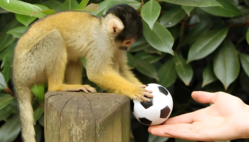 Ảnh nền khỉ vàng 3D đặc sắc