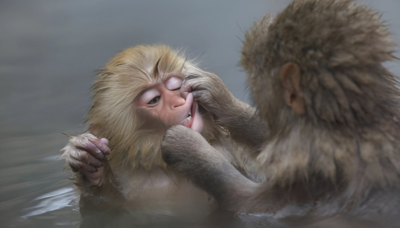 Ảnh nền khỉ vàng 3D rực rỡ