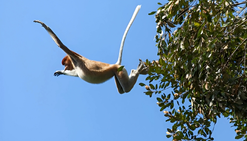 Ảnh nền khỉ vàng 3D chơi lối