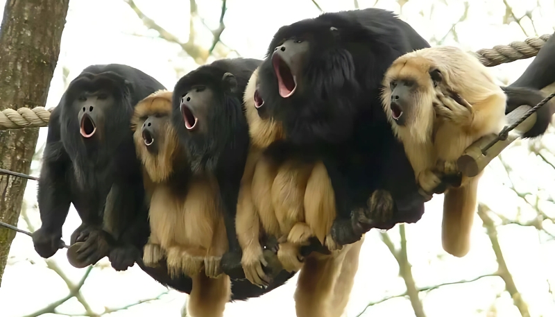 Ảnh nền khỉ vàng 3D huyền ảo