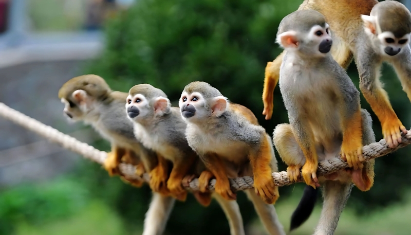 Ảnh nền khỉ vàng 3D mạnh mẽ