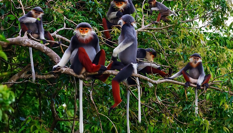 Ảnh nền khỉ vàng 3D chân thực