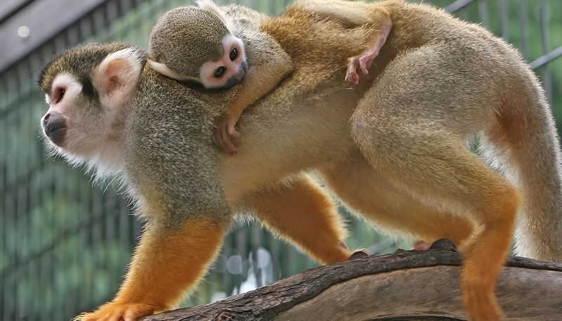 Ảnh nền khỉ vàng 3D thú vị