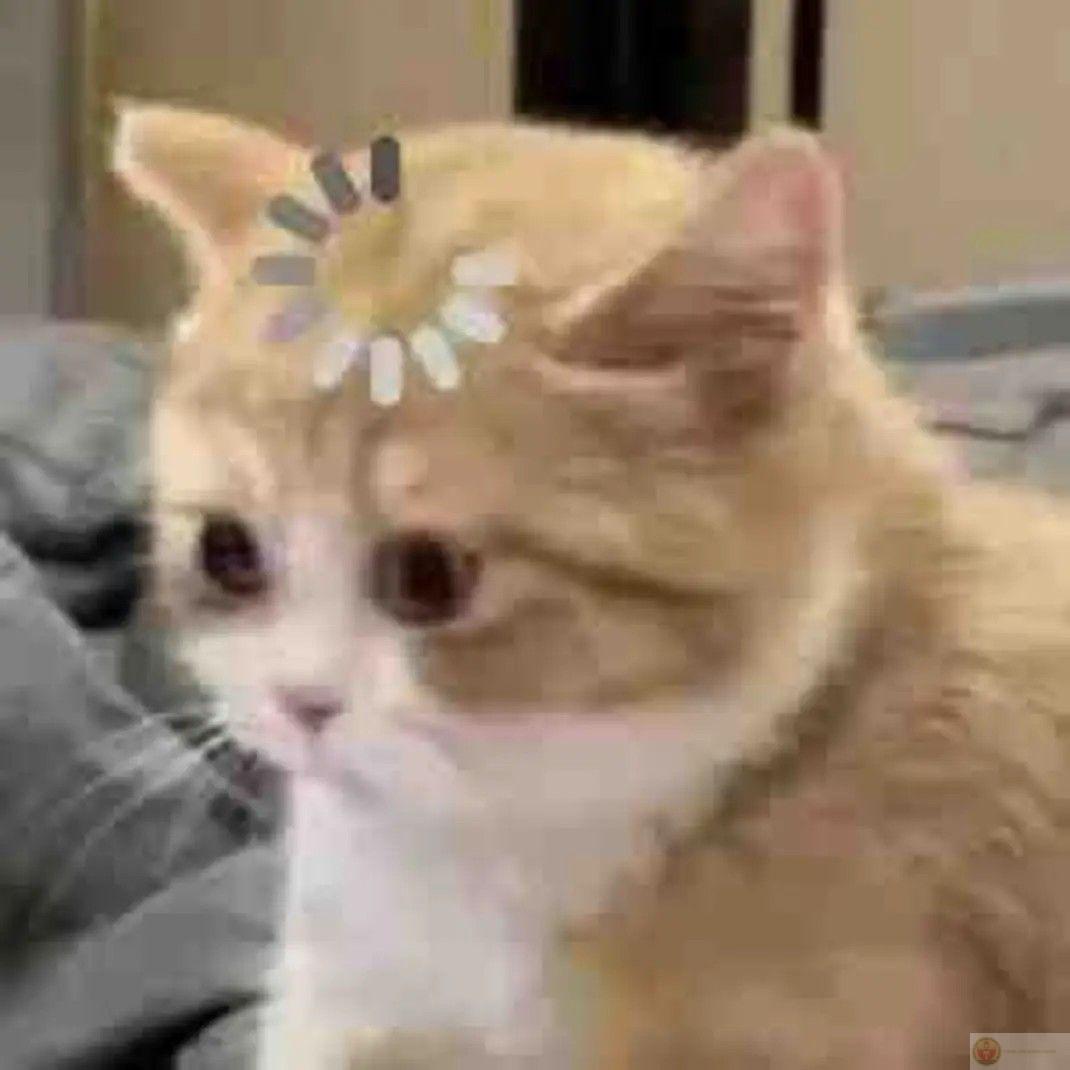 Một bức ảnh meme không biết gì hết khiến dân tình cười nghiêng ngả không ngớt