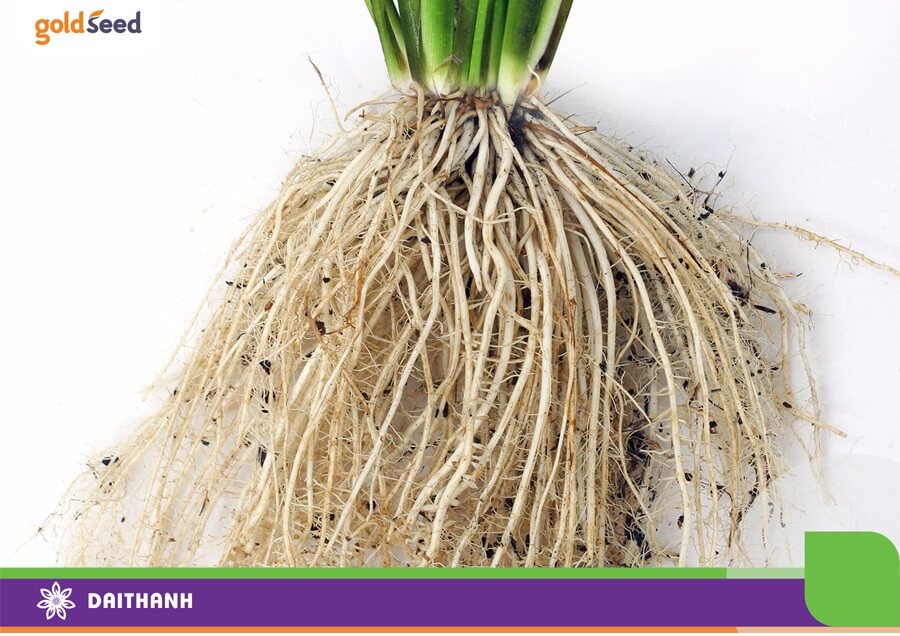 Rễ lúa có màu trắng ngà là rễ khỏe mạnh