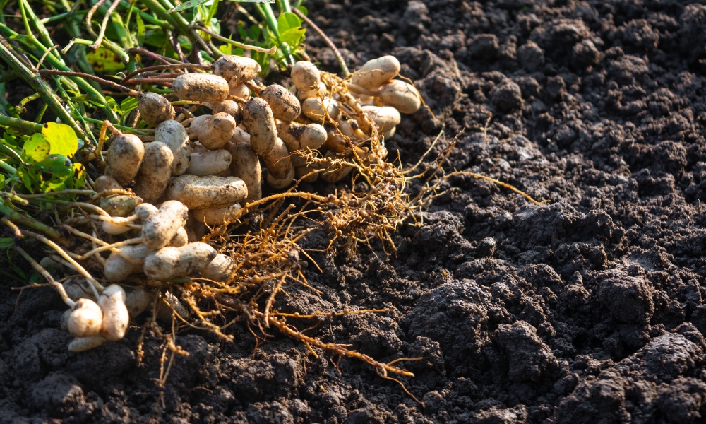 Cây họ đậu nên áp dụng thường xuyên trong luân canh