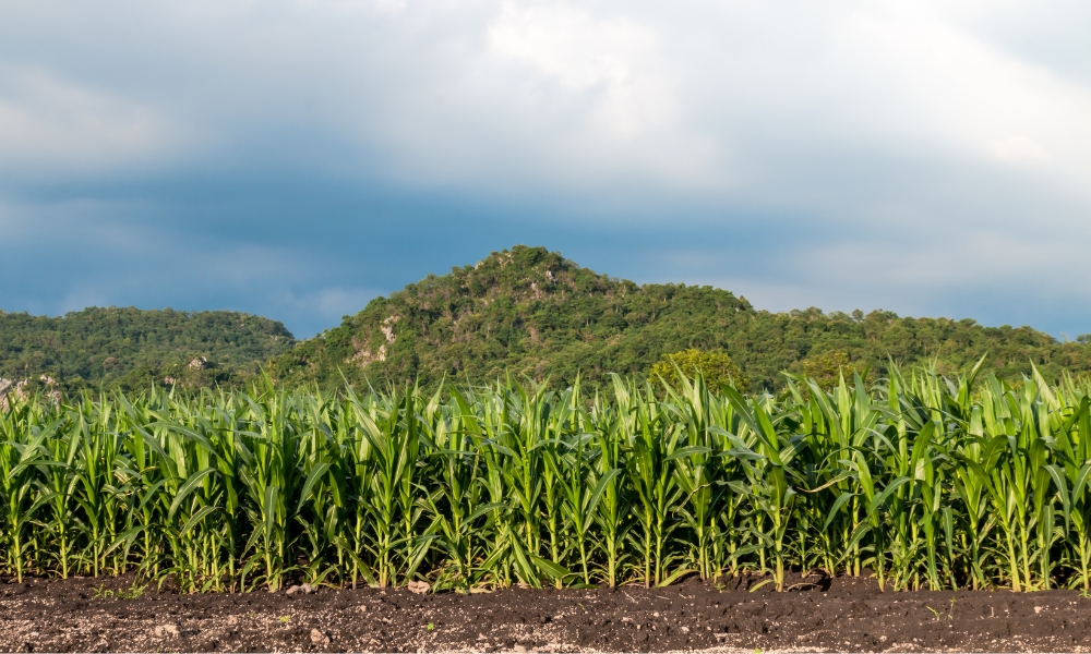 Nên trồng luân canh cây họ đậu trước khi trồng bắp