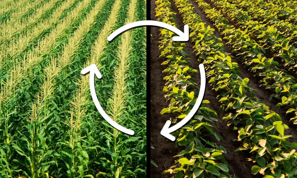 Luân canh là gì? Các ưu điểm của phương pháp luân canh