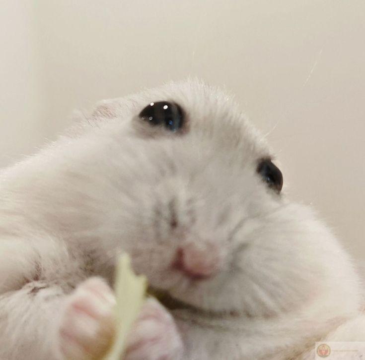 Những bức ảnh chuột nhỏ đáng yêu luôn khiến người xem cảm thấy thích thú