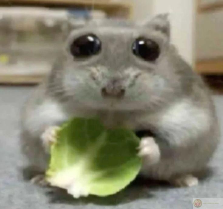 Những bức ảnh chế thú vị từ chuột nhỏ được chia sẻ rộng rãi khắp nơi