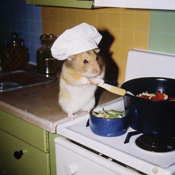 Những ảnh hamster meme luôn khiến người xem cảm thấy nhẹ nhàng vui vẻ